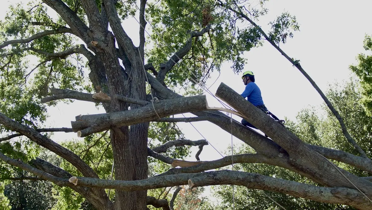 Professional Crown Thinning performed by certified arborists in Fallston