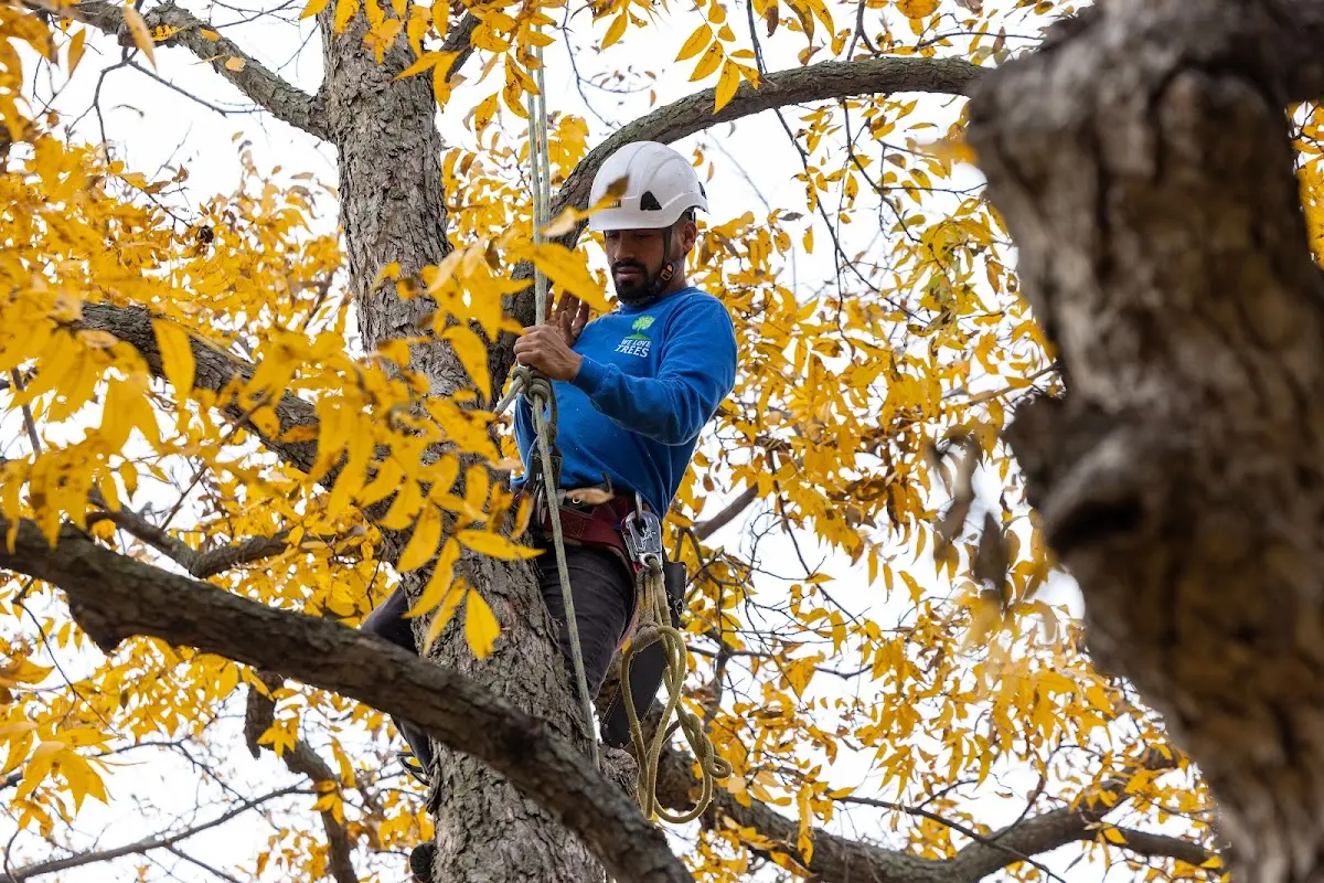 Skilled Tree Planting crew working in Fallston