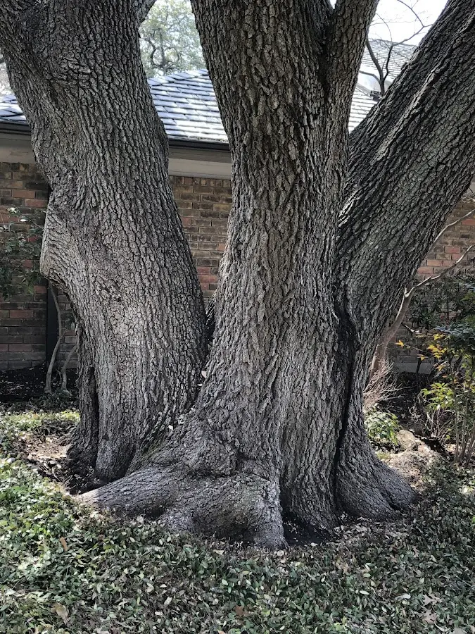 Mature heritage tree close to a Fallston property cared for by certified arborists